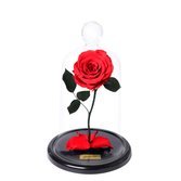 A Bela Rosa Encantada Vermelha