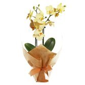 Cesta de Flores Tropicais