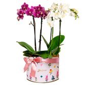 Cesta de Flores do Campo